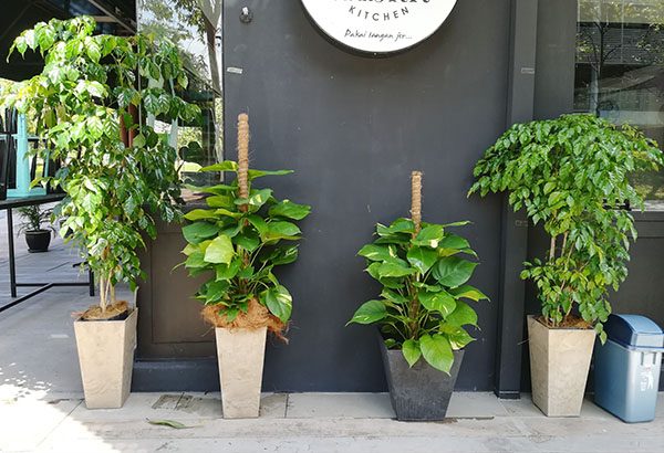 Plant Rental, Bukit Jelutong
